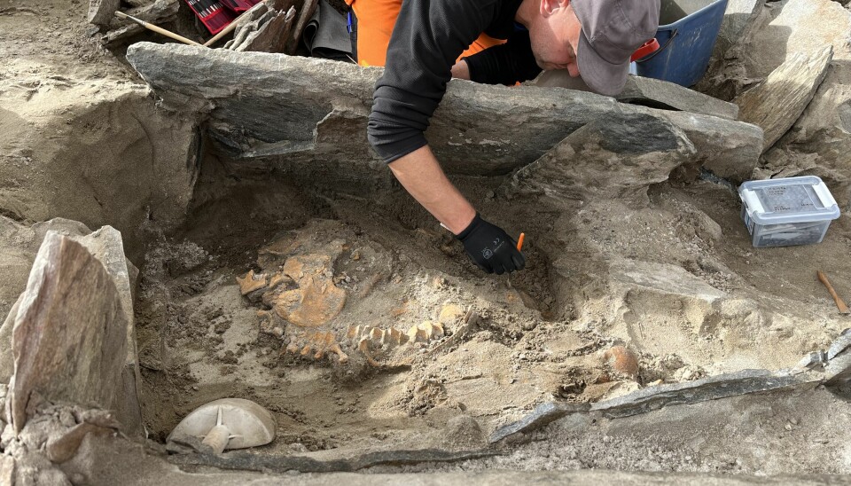 Ein har funne liknande graver som den i Selje, men ikkje med bein. Det er nok skjelsanden som har tatt godt vare på dei omlag 4 000 år gamle beina. Her er det zoo-arkeolog Konrad Smiarowski frå Universitetsmuseet som grev forsiktig.