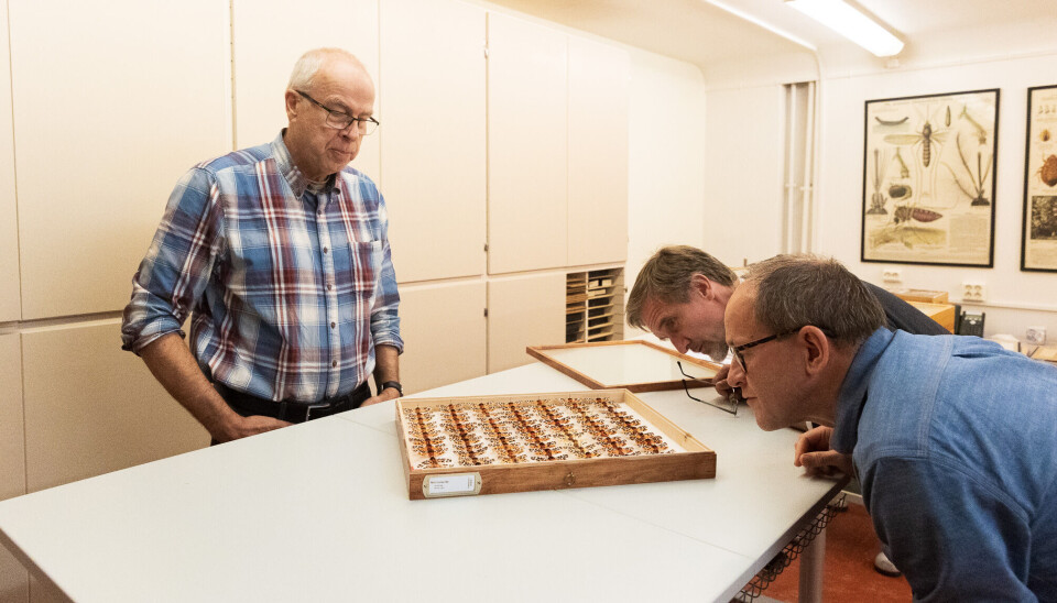 Leif Aarvik, Geir Søl og Jon Edvard Lønnve ved Naturhistorisk museum betrakter en kasse med sommerfulger. Det er i slike kasser i disse lokalene at de 100.000 insektene, som nå skal tilbakeføres til Ås, oppbevares.