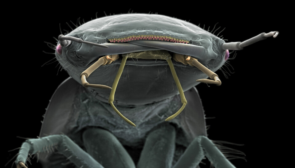 Dette er ein vannkalv-larve, forstørra 80 gongar. Denne likar seg i ferskvatn.