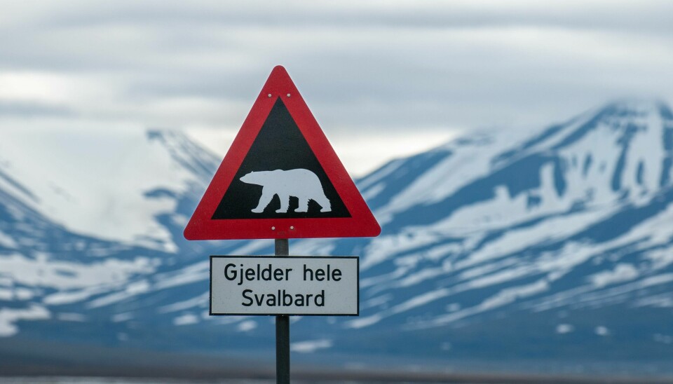 — Det er bare en liten, men viss, risiko for å bli skadet eller drept av isbjørn på Svalbard, forteller Turid Austin Wæhler. Det er likevel viktig å ta sine forholdsregler.