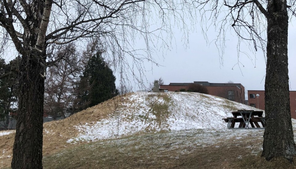 Gravhaugen på Moholt med Herman Krags studentboliger i bakkant. De nærmeste planlagte blokkene i Sits nye plan ville stått som en 26 meter høy vegg der det i dag står ei linje med bartrær.