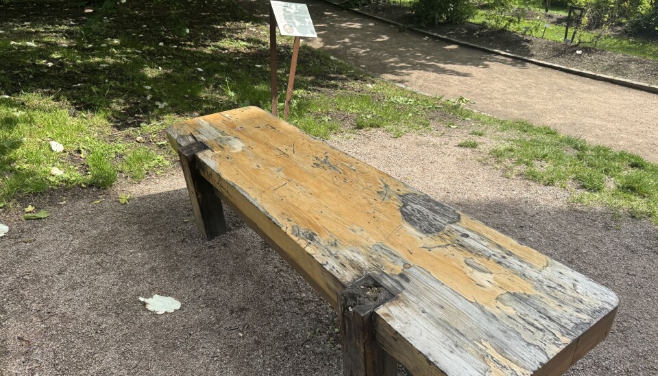 Den problematiske Linné-benken i Botanisk haga i Oslo. Nå skal restene av den fjernes.