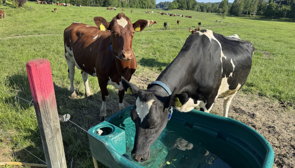 Rett fra melking til mer mat og drikke på sommerbeitet for disse 83 kuene.